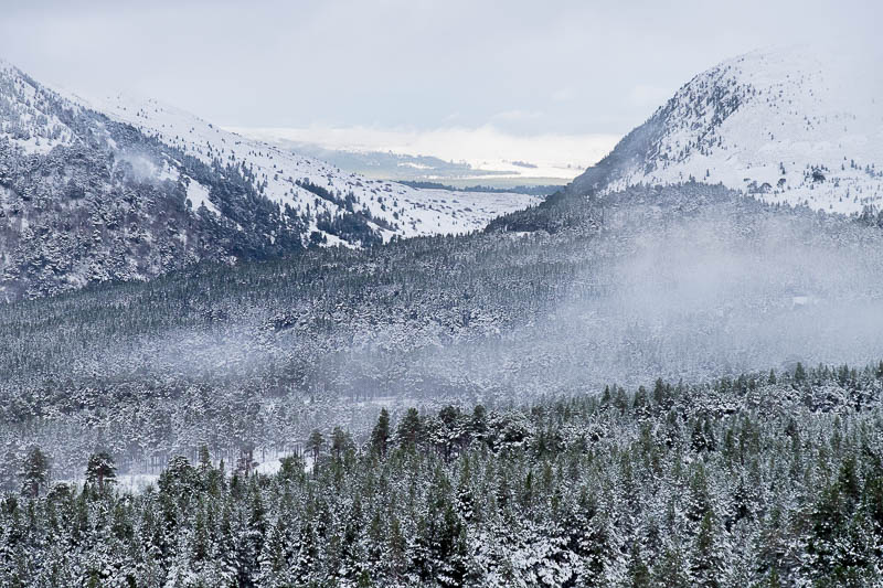 Conservation projects plan to extend the forest to a natural treeline at Ryvoan in the Cairngorms