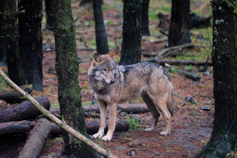 Wolf