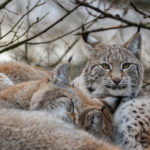 lynx