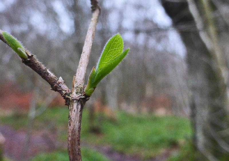 January in West Lothian. Wildlife is confused.