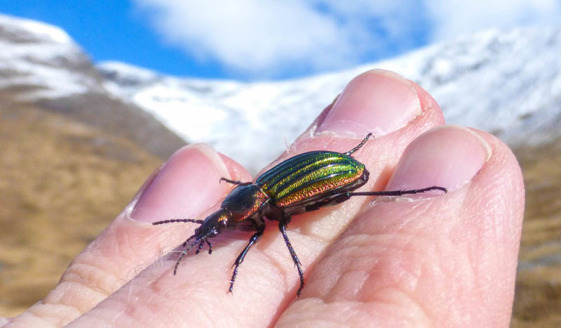 A ludicrously and improbably iridescent encounter on Stob Ghabhar. Just as awe-inspiring as the bigger things in life.