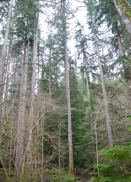 Me being humbled below some of the tallest trees in the country, at Reelig Glen near Inverness.