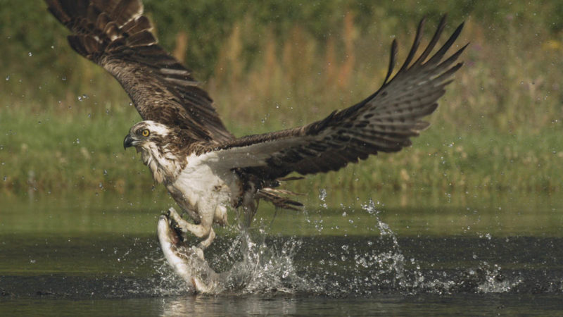 Osprey lifting off the water with fish in talons - © Lindsay McCrae/Maramedia - Photographer: Lindsay McCrae