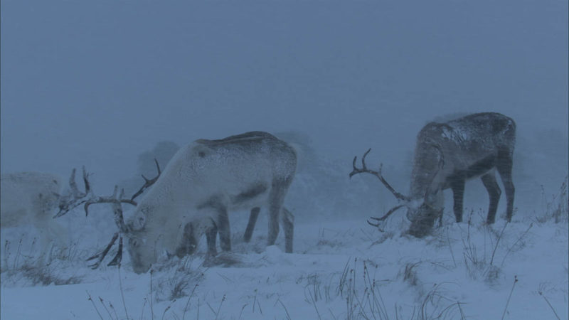 Reindeer foraging in the snow in the Cairngorms - © Maramedia - Photographer: Raymond Besant