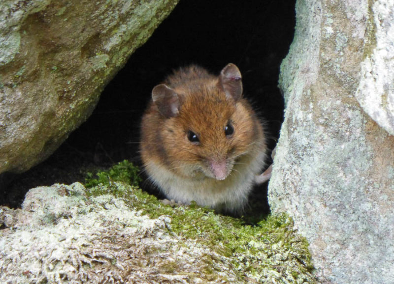 A mouse in a wall at Beecraigs Country Park. An example of waiting for an animal to re-emerge from cover shortly after you’ve inadvertently spooked it.