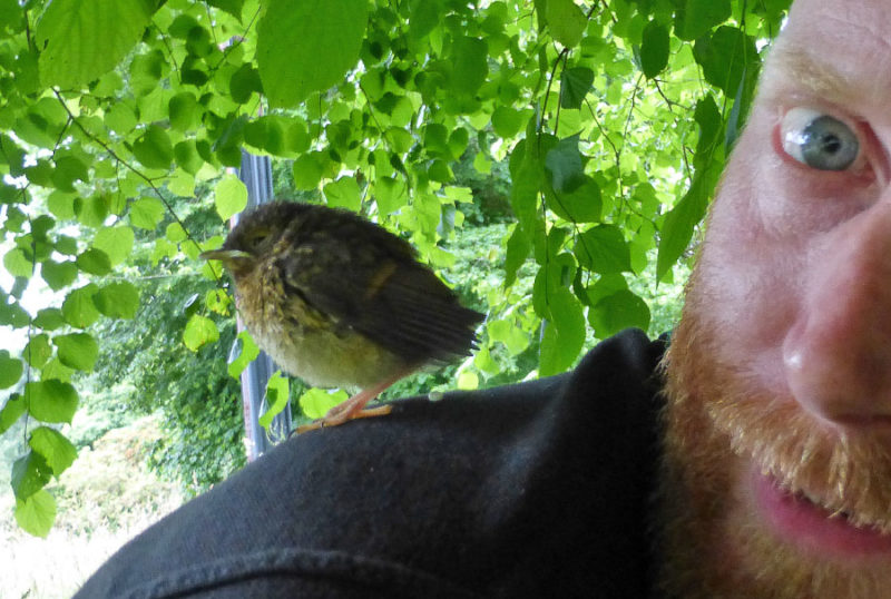Fledgling birds are often yet to develop any sense of fear of humans. In fact they’re so friendly they’ll even leave tiny presents on your shoulder.