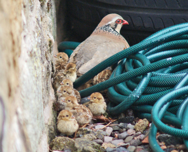 From 10 to 1. This partridge family was slowly reduced in number but one chick made it to adulthood.