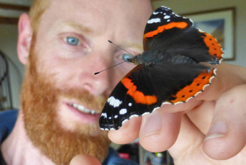 A Red Admiral that appeared in my kitchen. All through my life these creatures have been a source of fascination.