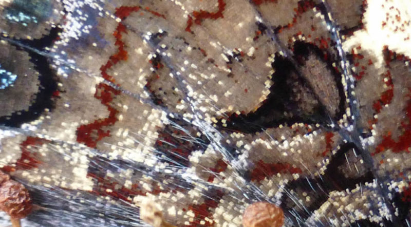 A digital zoom shows a butterfly’s wings to be made up of thousands of scales, arranged like roof tiles.