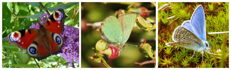 Structural colouration in Scottish butterflies - Left: peacock. Centre: green hairstreak. Right: common blue.