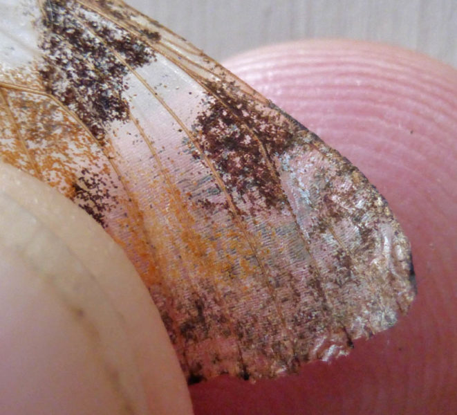 Close up of a long dead small tortoiseshell wing. You can see how the wing itself is transparent where the scales have fallen off.