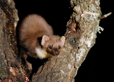 FEATURE: Meet the Pine Marten
