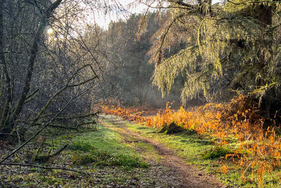 Walk photo